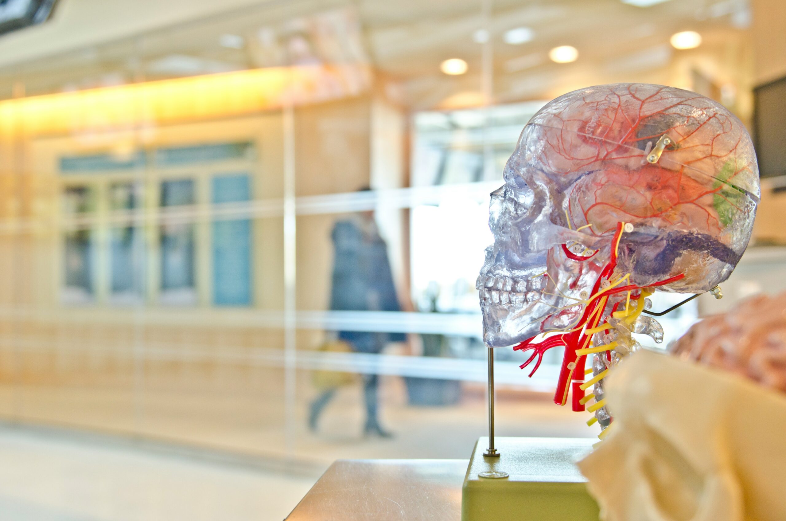 A 3D model of the human skull in a classroom